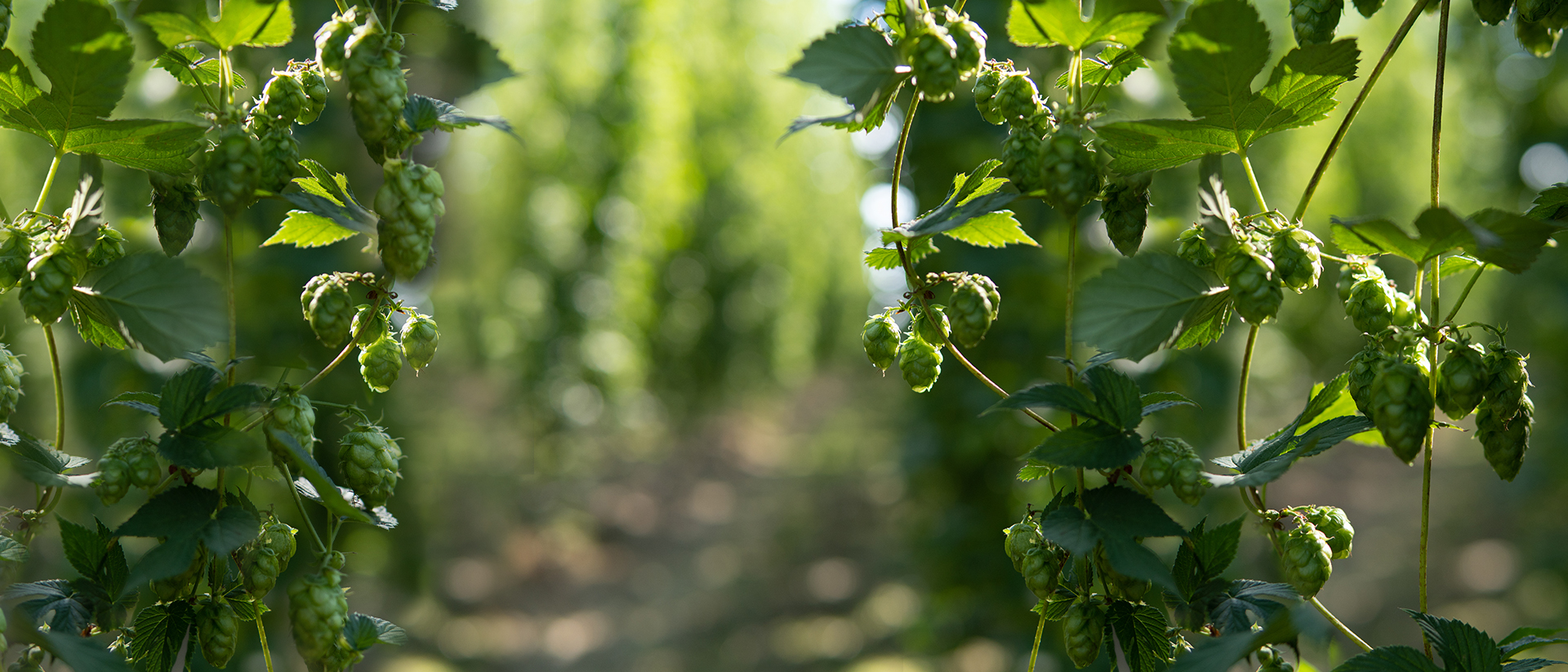 hopfen geschichtegesellschafter